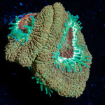 Golden Treasure Asian Acan Coral with fleshy polyps in reef aquarium