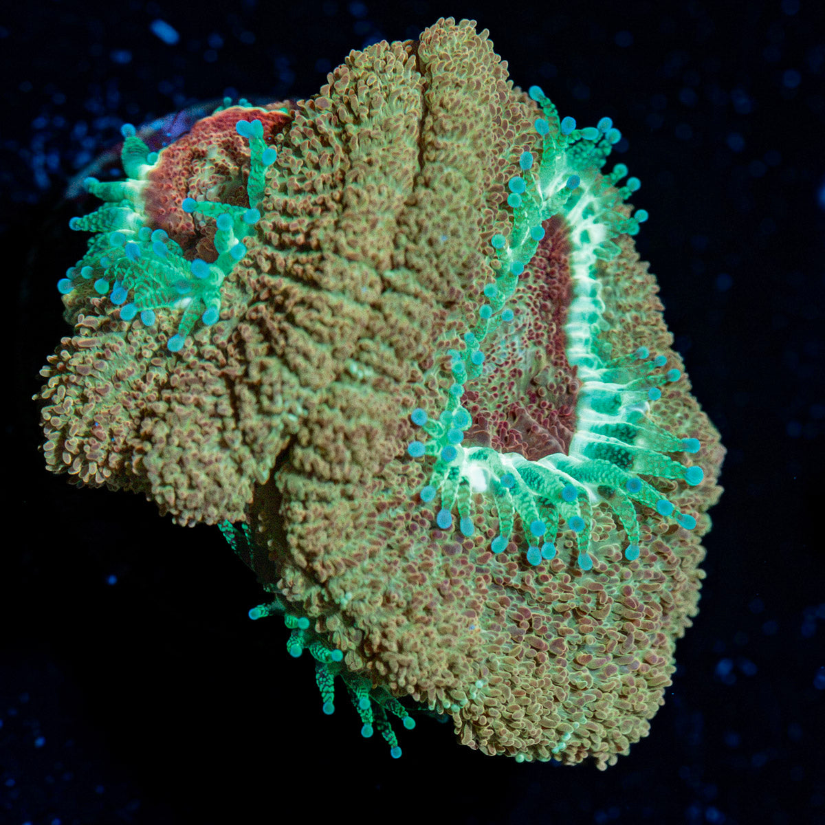 Golden Treasure Asian Acan Coral with fleshy polyps in reef aquarium