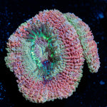 Kirby's Hammer Acan with fleshy polyps in reef aquarium