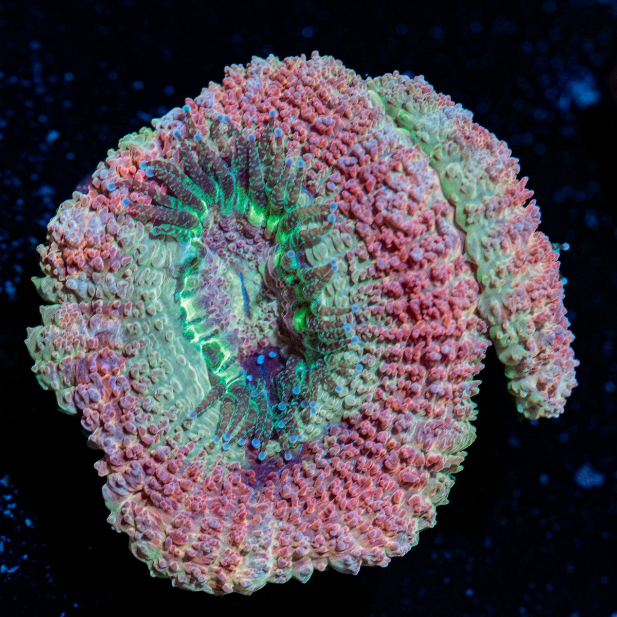 Kirby's Hammer Acan with fleshy polyps in reef aquarium