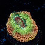 Pirate hunter Asian acan coral with fleshy polyps in reef aquarium