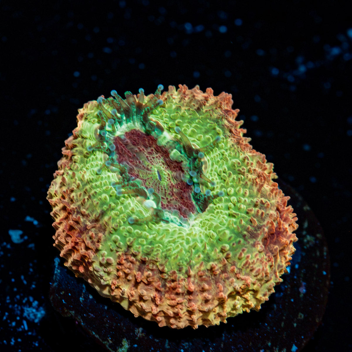 Pirate hunter Asian acan coral with fleshy polyps in reef aquarium