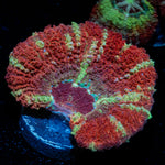 Hypnotic Asian Acan Coral with fleshy polyps in reef aquarium