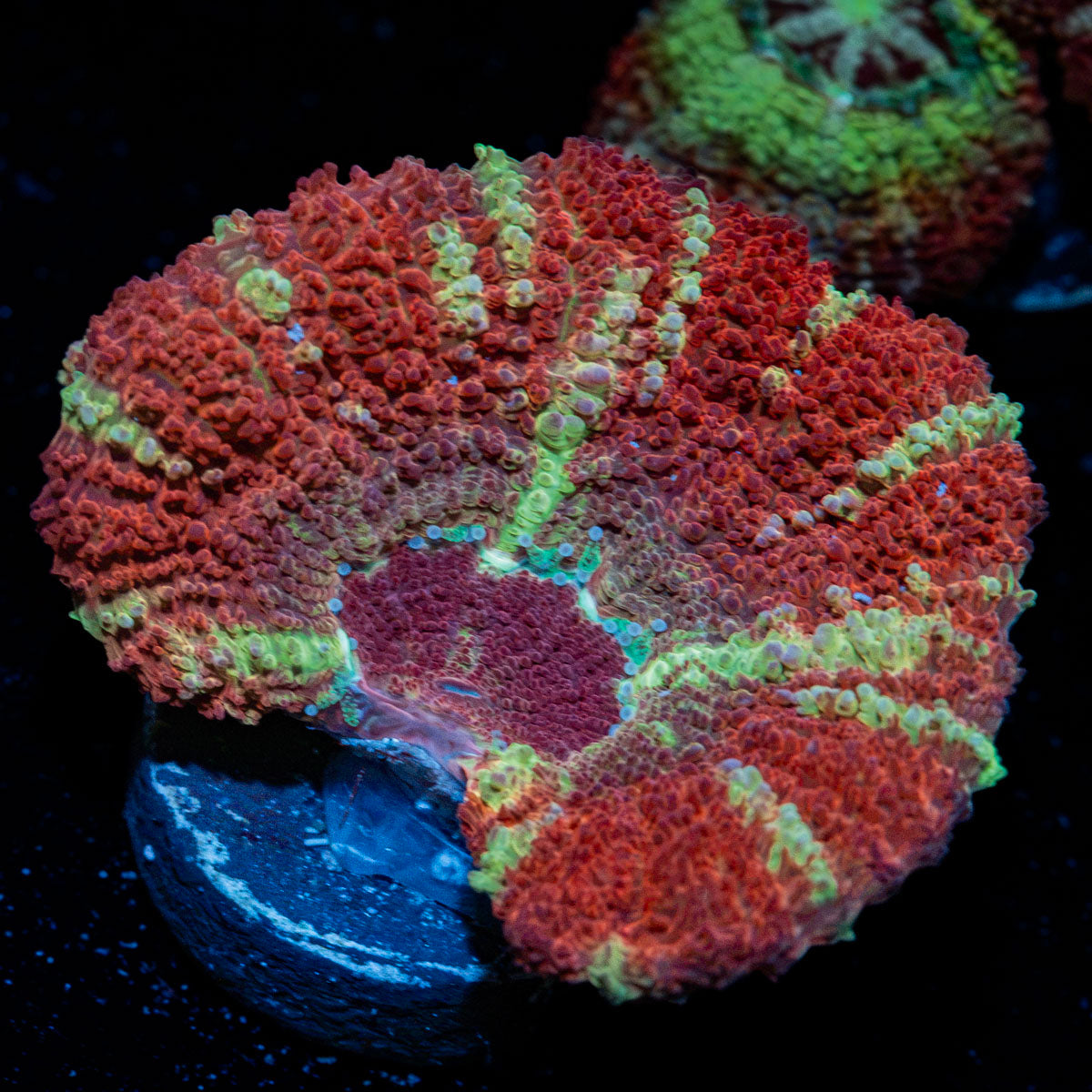 Hypnotic Asian Acan Coral with fleshy polyps in reef aquarium