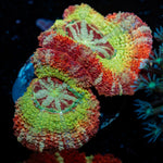 Pirate hunter Asian acan coral with fleshy polyps in reef aquarium