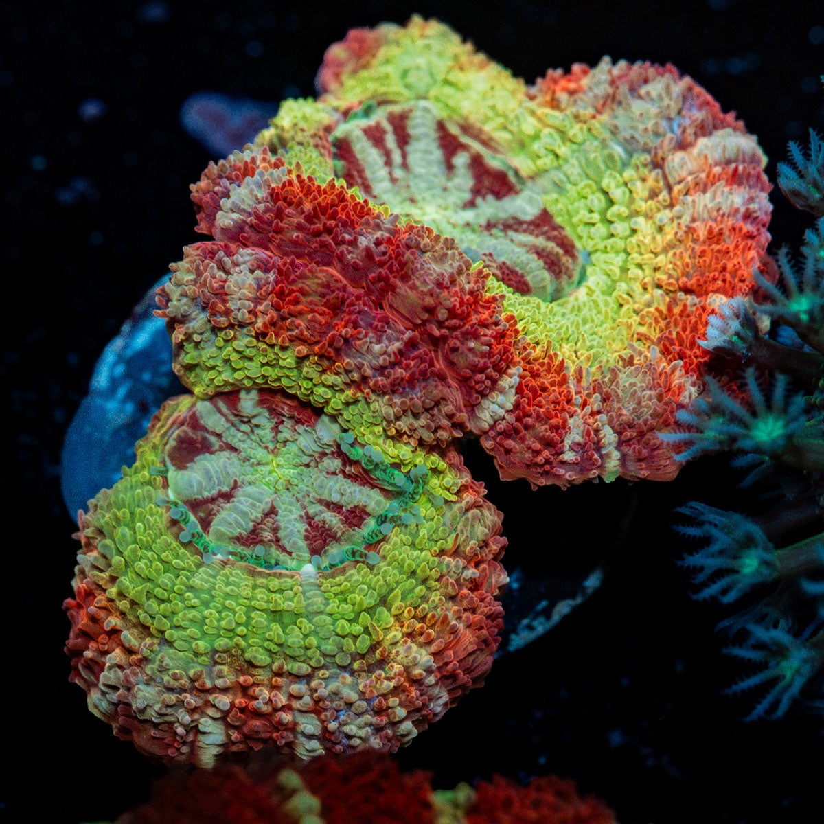 Pirate hunter Asian acan coral with fleshy polyps in reef aquarium