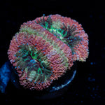Kirby's Hammer Acan with fleshy polyps in reef aquarium