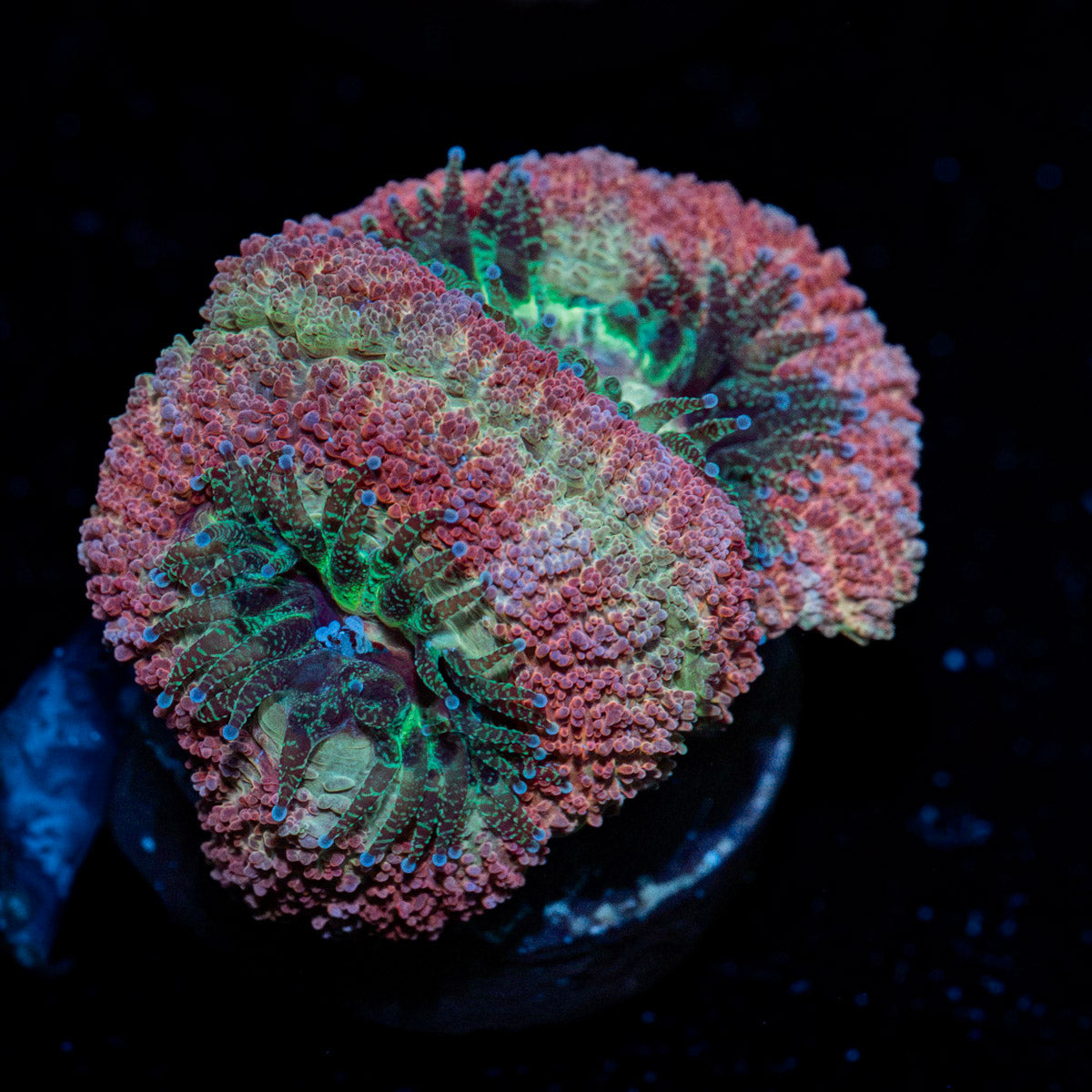 Kirby's Hammer Acan with fleshy polyps in reef aquarium