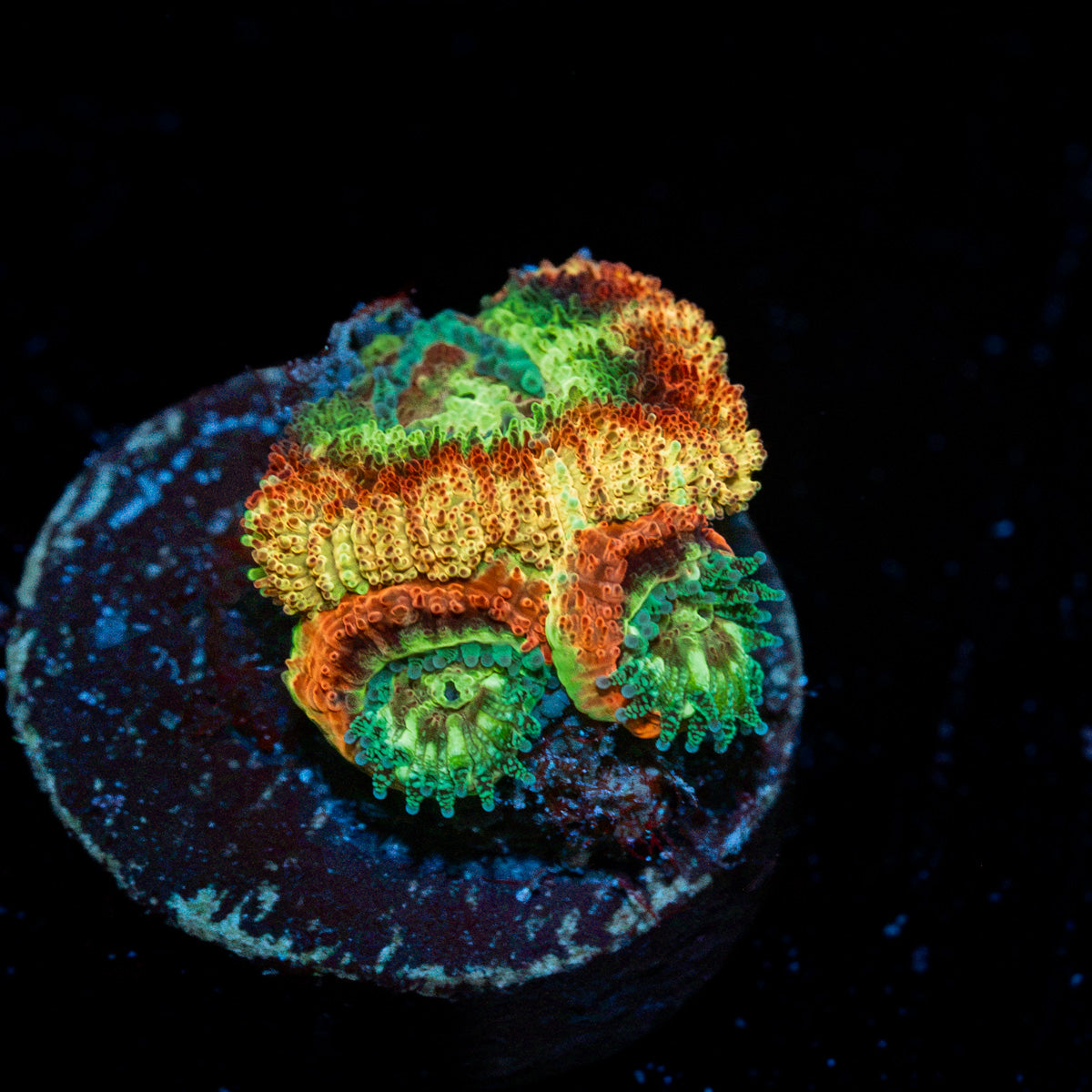 Chomper Asian Acan Coral with fleshy polyps in reef aquarium