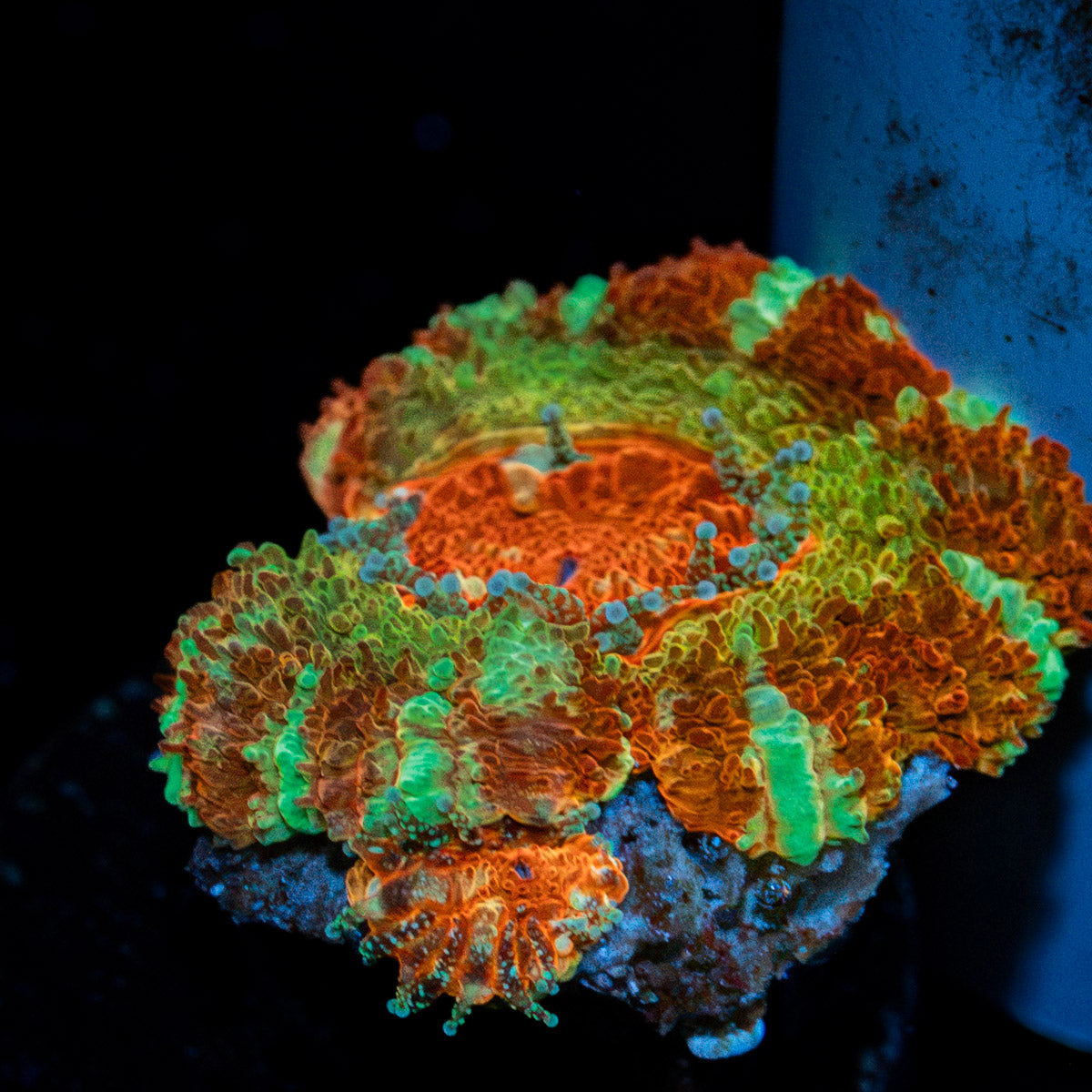 Pirate hunter Asian acan coral with fleshy polyps in reef aquarium