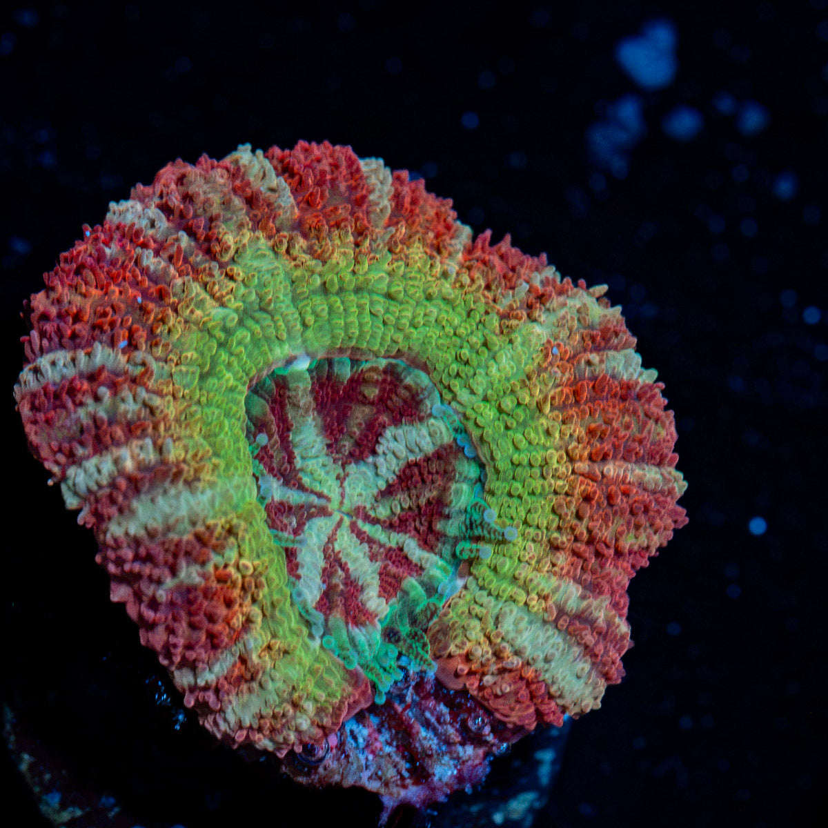 Pirate hunter Asian acan coral with fleshy polyps in reef aquarium