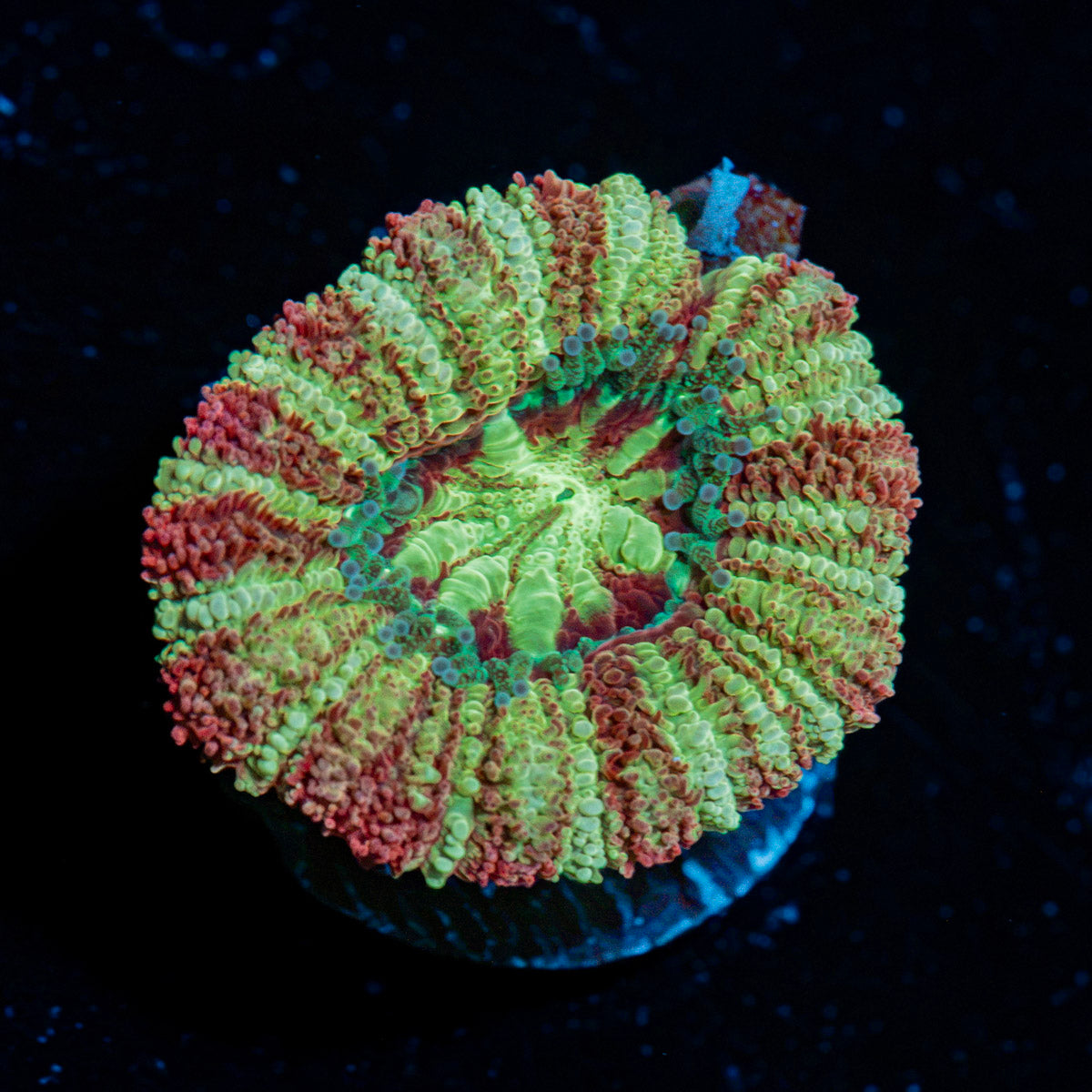 Kaleidoscope Asian Acan Coral with fleshy polyps in reef aquarium