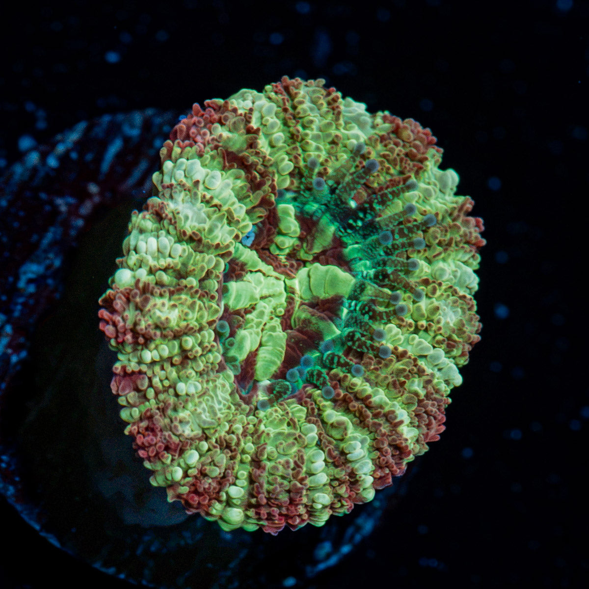 Kaleidoscope Asian Acan Coral with fleshy polyps in reef aquarium