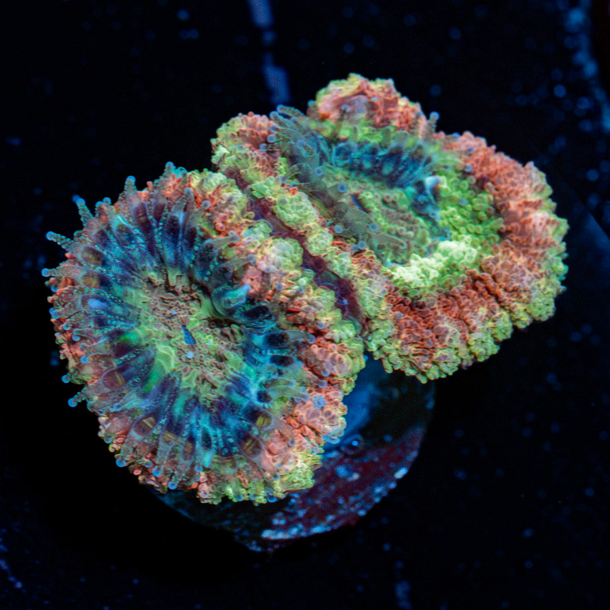 Hulk Smash acan coral with fleshy polyps in reef aquarium
