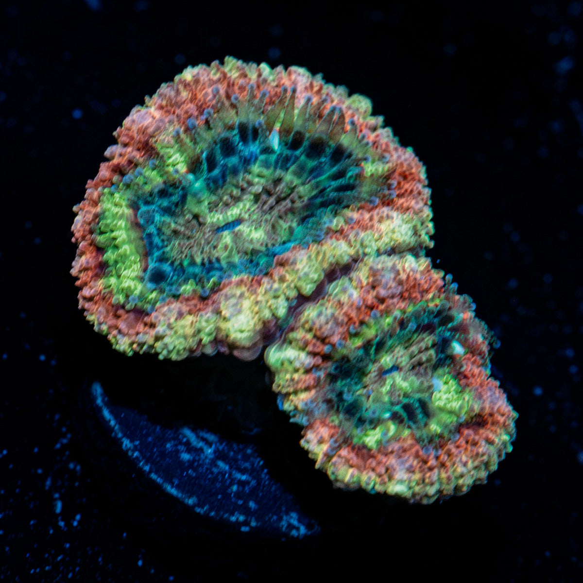 Hulk Smash acan coral with fleshy polyps in reef aquarium