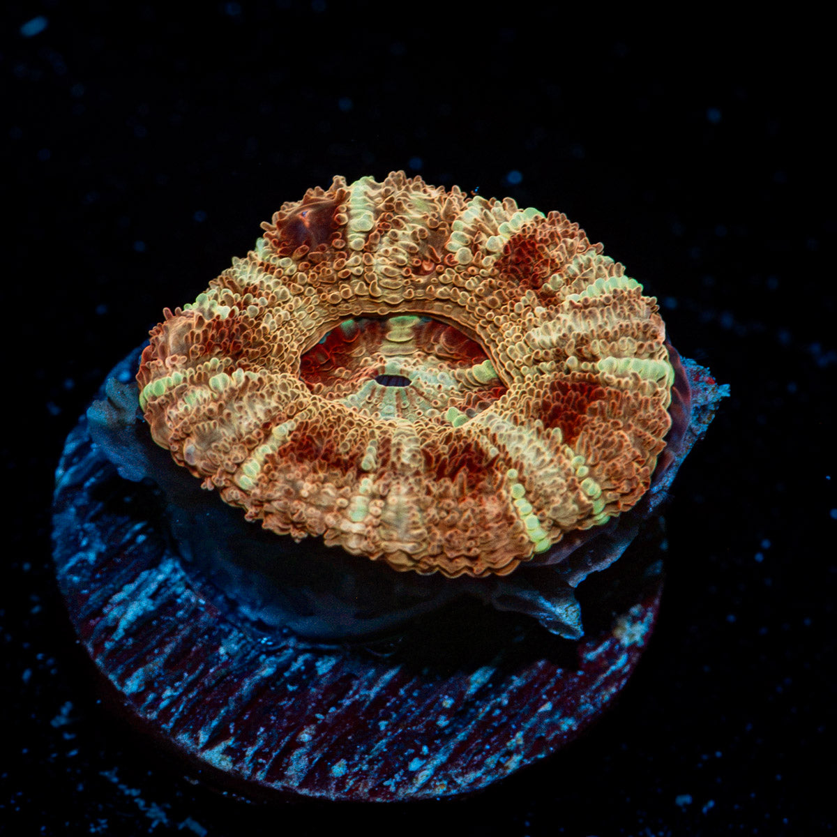 Golden Basket Asian Acan Coral with fleshy polyps in reef aquarium
