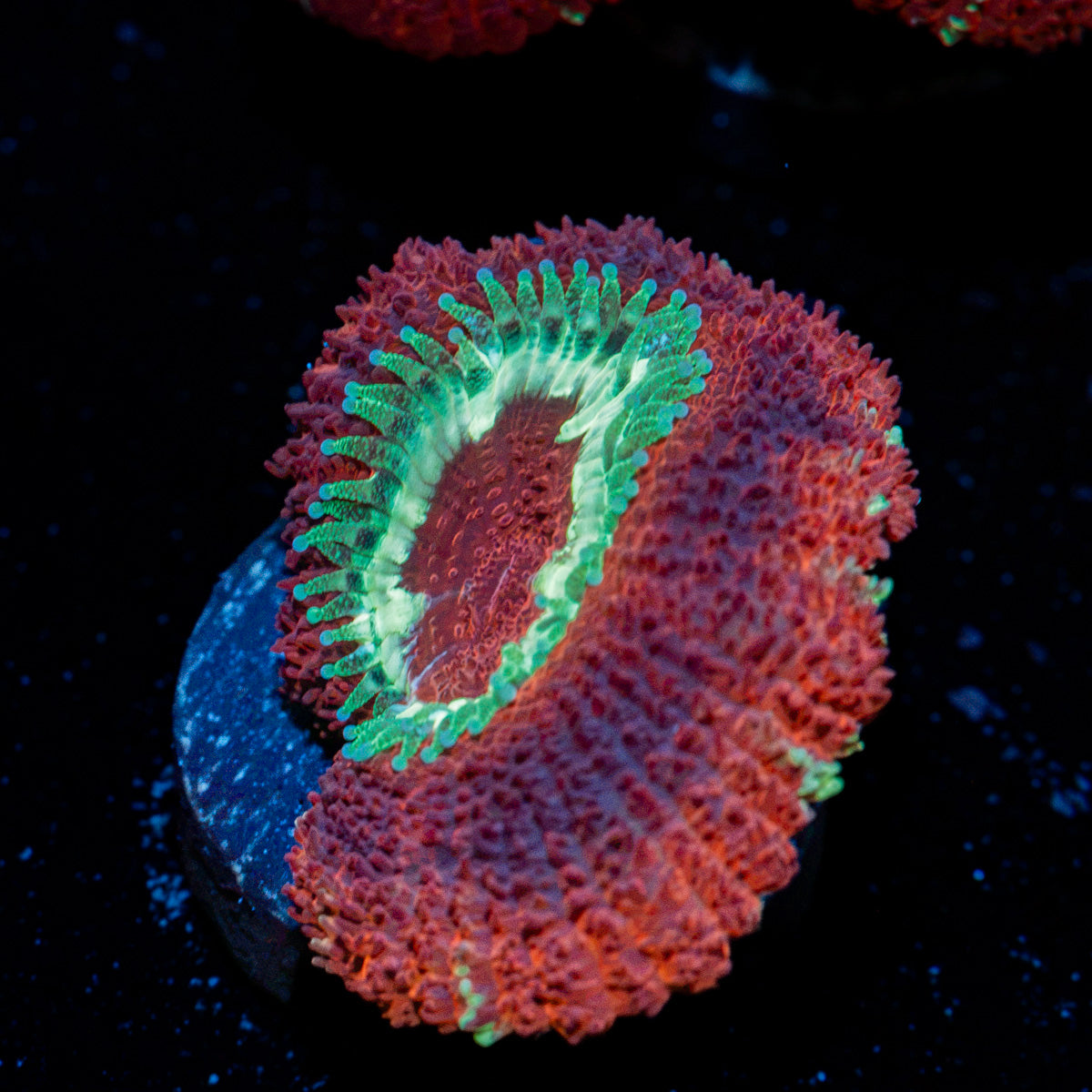 Blood Moon Asian Acan Coral with fleshy polyps in reef aquarium