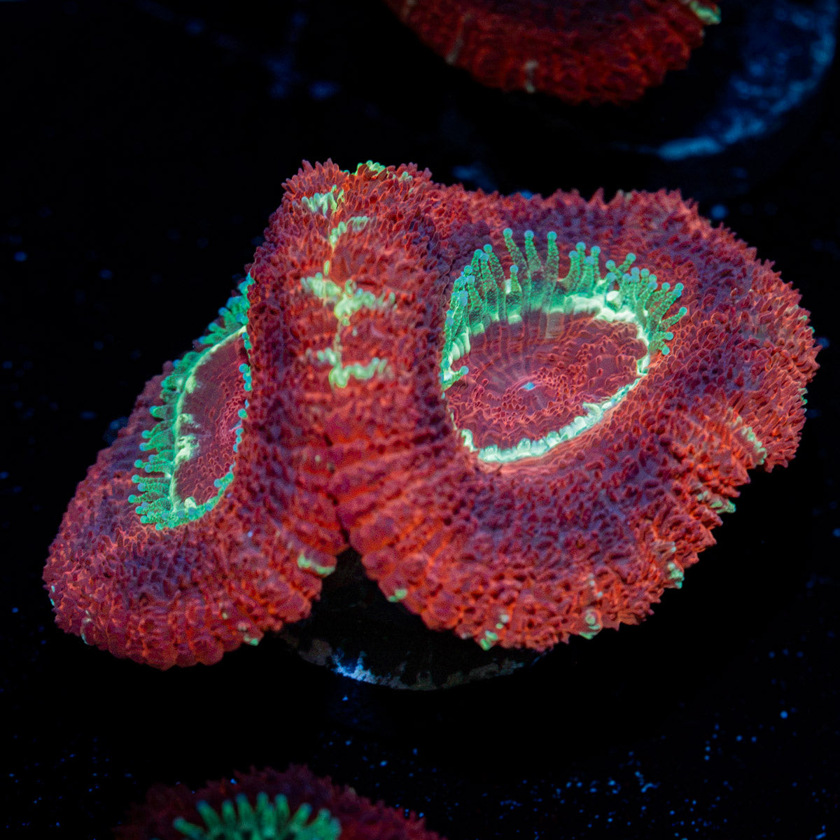 Blood Moon Asian Acan Coral with fleshy polyps in reef aquarium