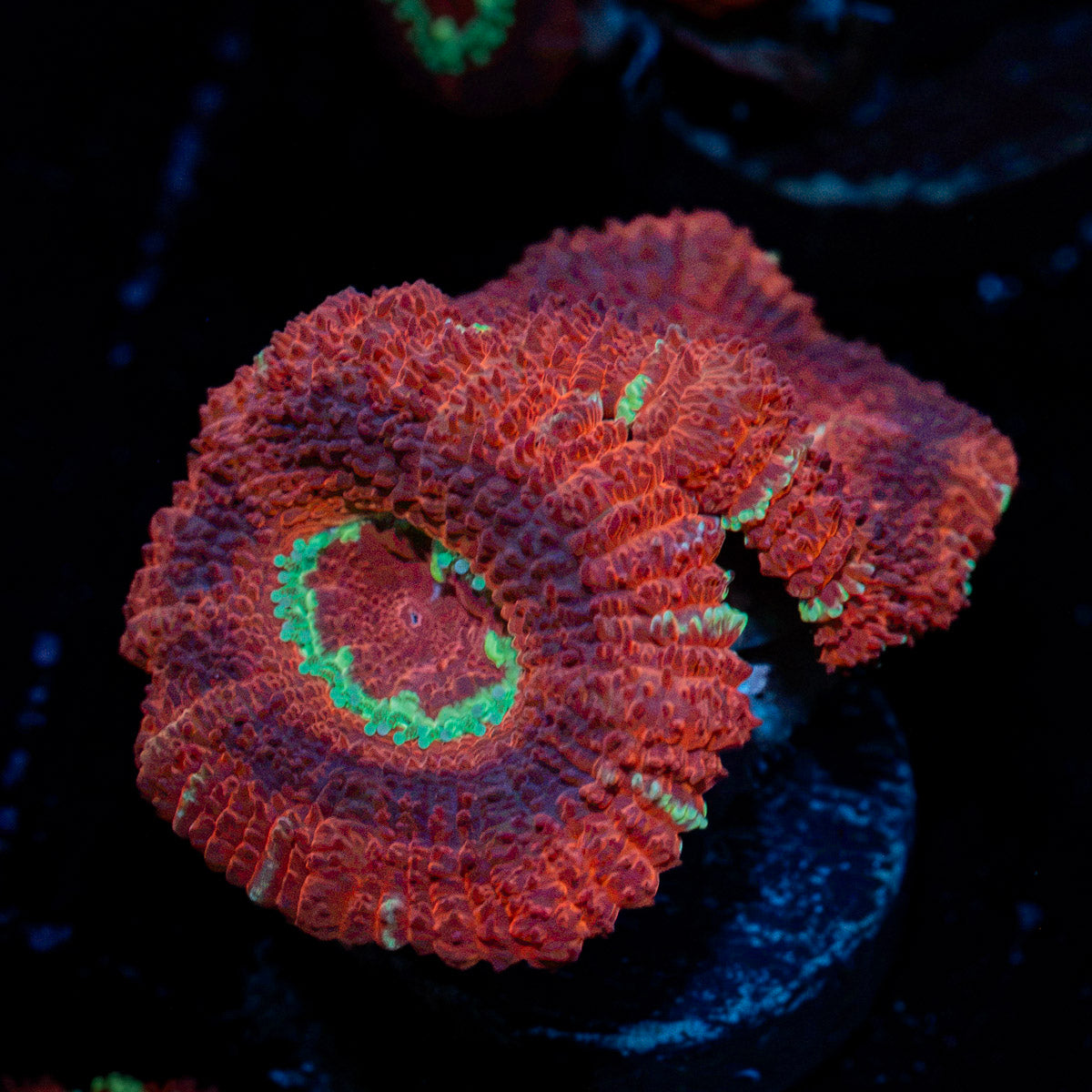 Blood Moon Asian Acan Coral with fleshy polyps in reef aquarium