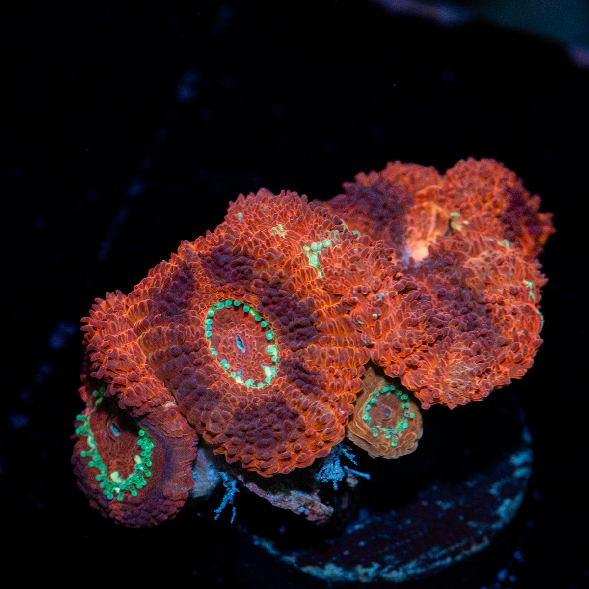 Blood Moon Asian Acan Coral with fleshy polyps in reef aquarium