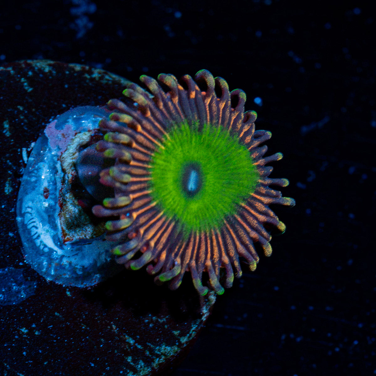 Candy Apple Pink Zoanthid Coral colony growth in reef aquarium