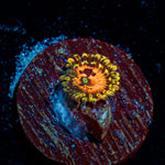 Piranha Plants Zoanthid Coral colony growth in reef aquarium