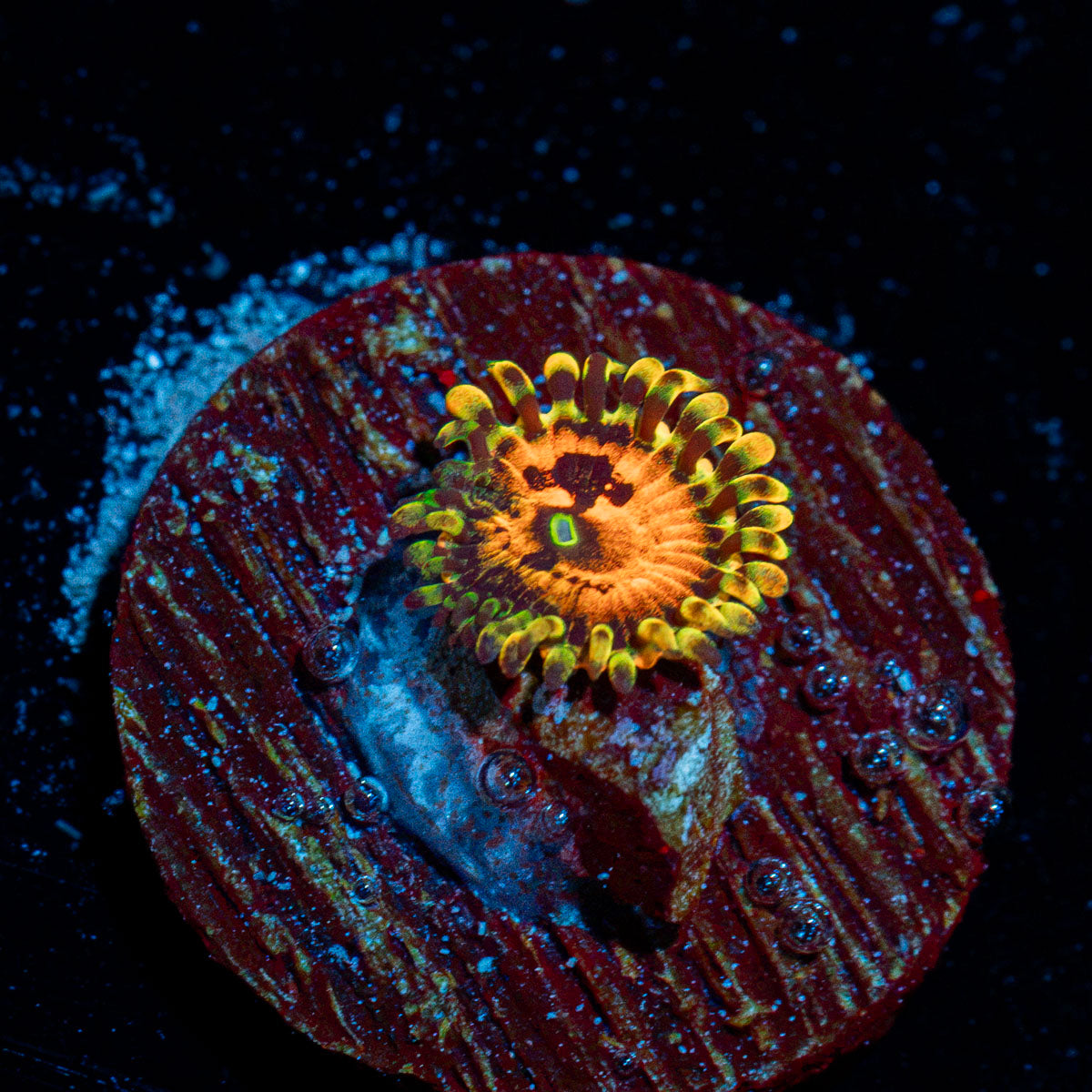 Piranha Plants Zoanthid Coral colony growth in reef aquarium
