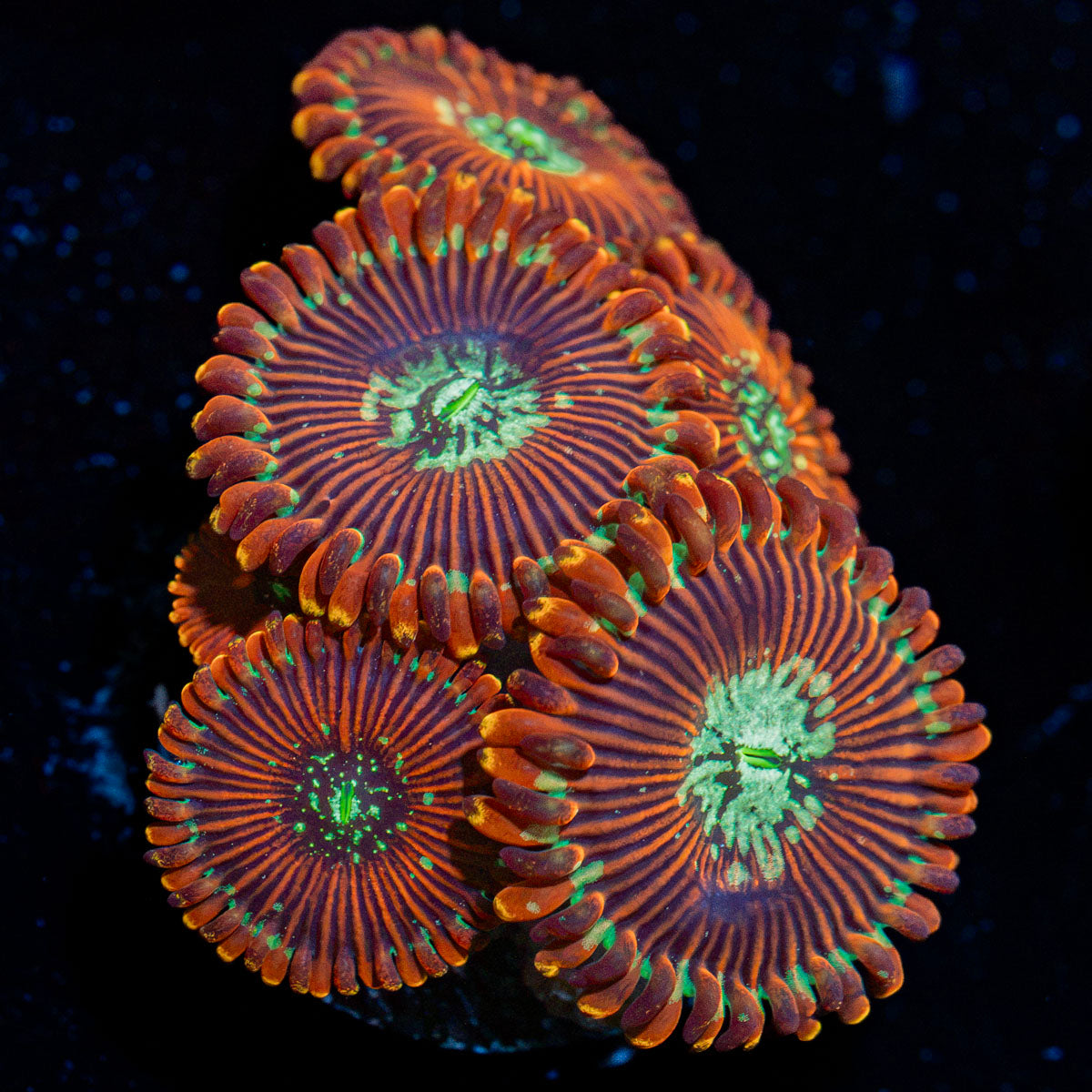 Dark Magician zoanthid coral colony growth in reef aquarium