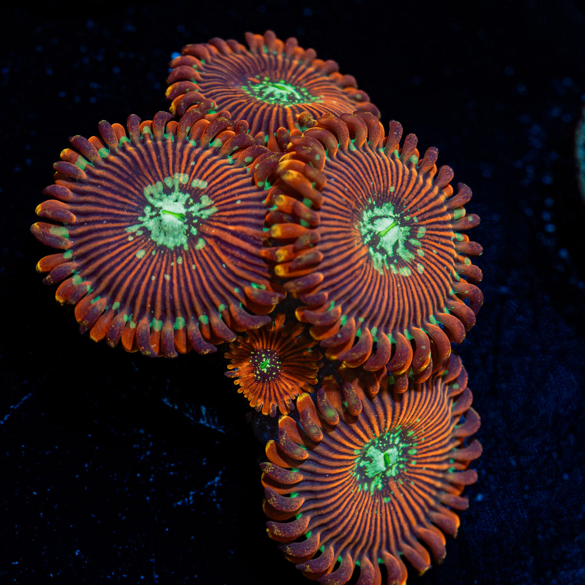 Dark Magician zoanthid coral colony growth in reef aquarium