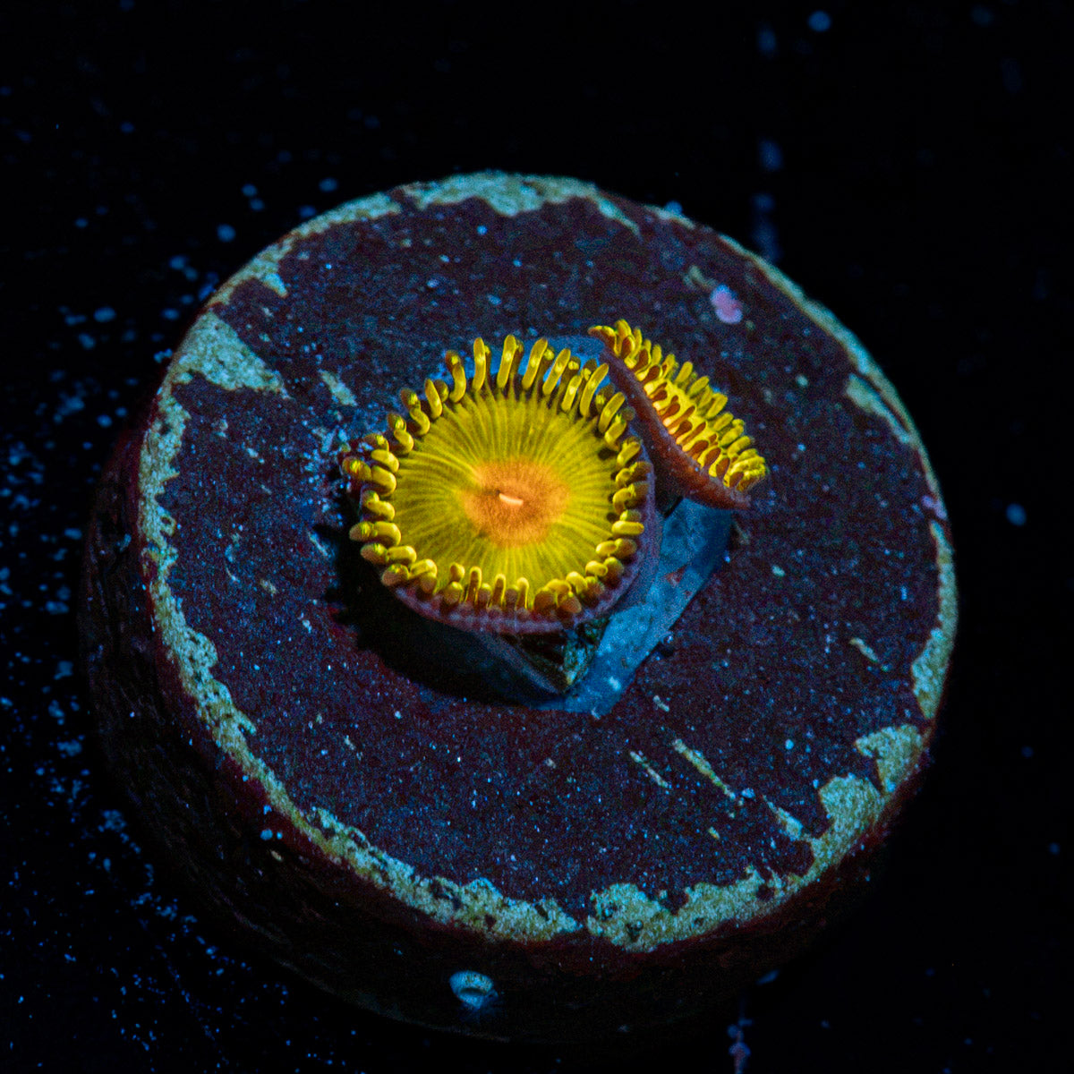 Sun Gods Zoanthid Coral with colony growth in reef aquarium