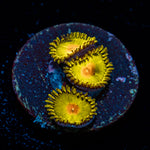 Sun Gods Zoanthid Coral colony growth in reef aquarium