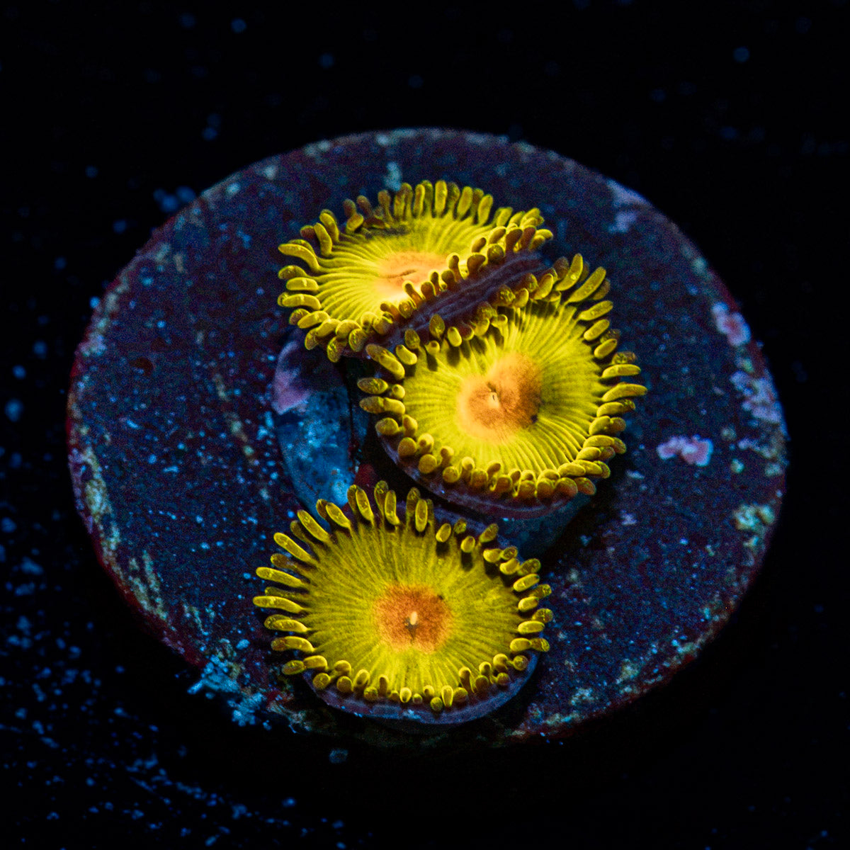 Sun Gods Zoanthid Coral colony growth in reef aquarium