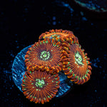 Dark Magician zoanthid coral colony growth in reef aquarium