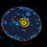 LA Lakers Zoanthid Coral with colony growth in reef aquarium
