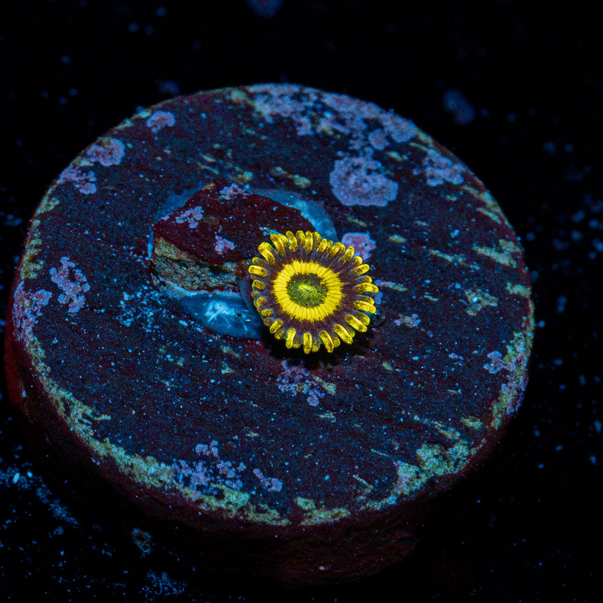 LA Lakers Zoanthid Coral with colony growth in reef aquarium