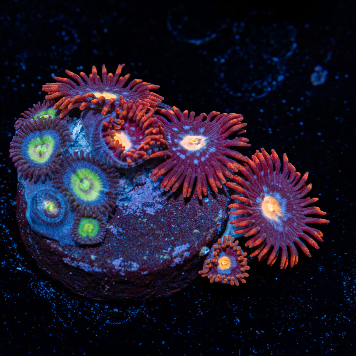 Zoanthid Combo Coral with colony growth in reef aquarium