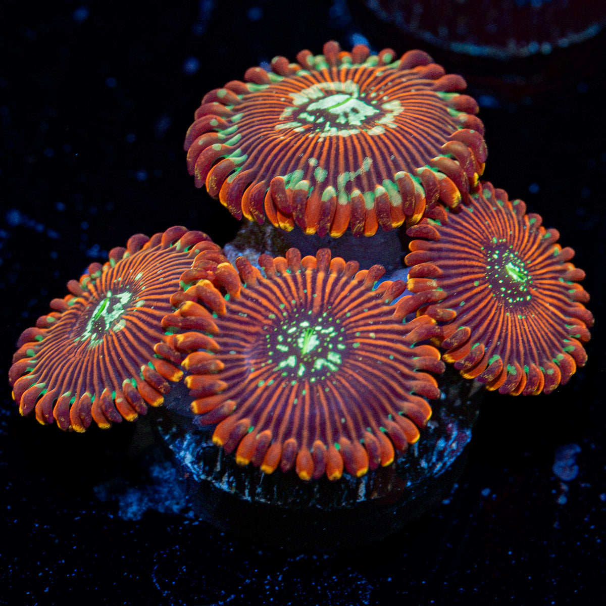 Dark Magician zoanthid coral colony growth in reef aquarium
