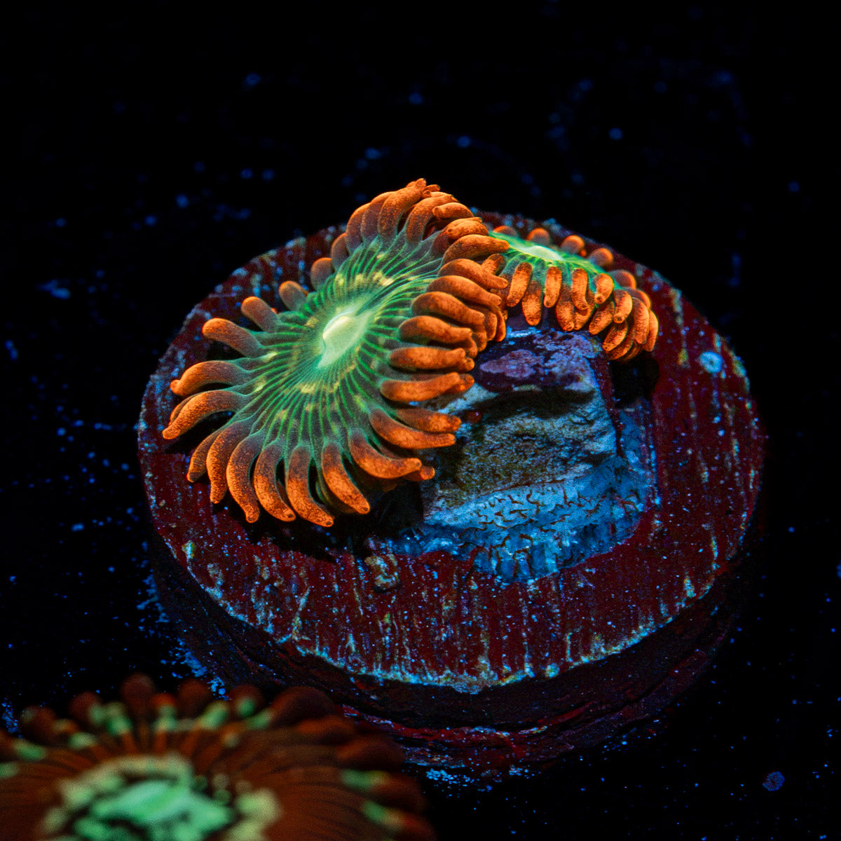 Blueberry Yum Yum Zoanthid Coral with colony growth in reef aquarium
