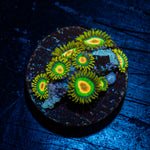 Rasta Zoanthid Coral colony growth in reef aquarium