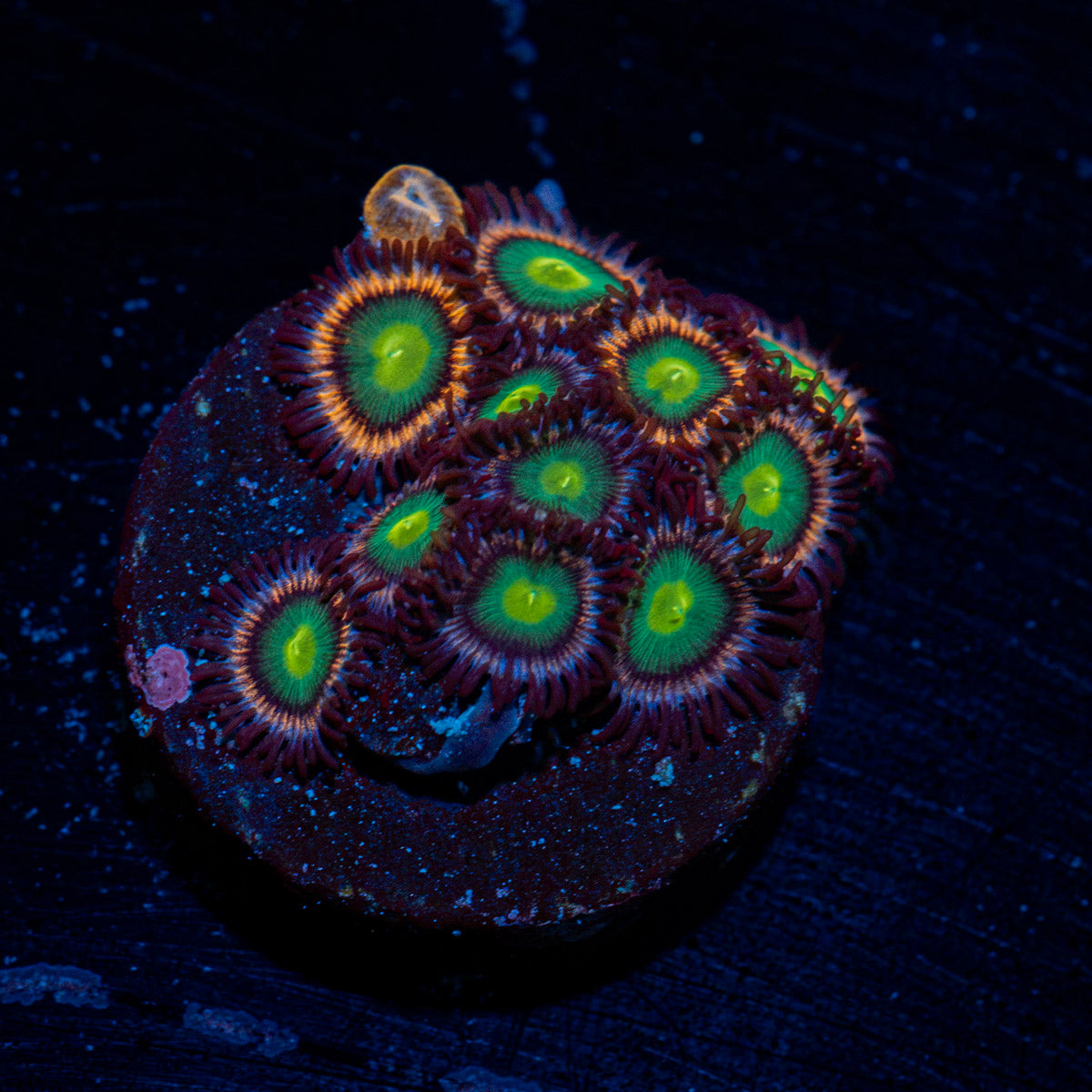 Pink Plasma Zoanthid Coral colony growth in reef aquarium