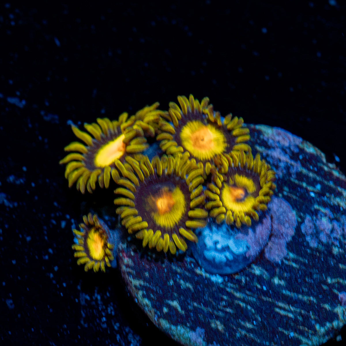 Tutti Fruity Zoanthid coral colony growth in reef aquarium