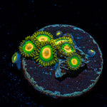 Rasta Zoanthid Coral with colony growth in reef aquarium