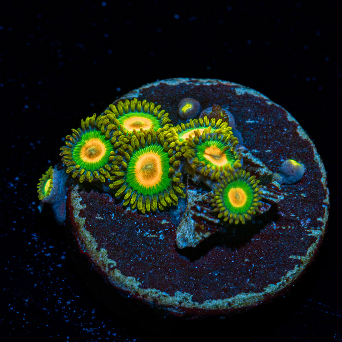 Rasta Zoanthid Coral with colony growth in reef aquarium