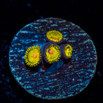 Sun Gods Zoanthid Coral with colony growth in reef aquarium