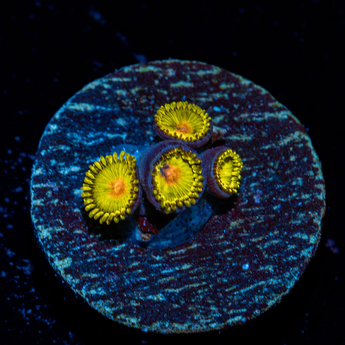 Sun Gods Zoanthid Coral with colony growth in reef aquarium