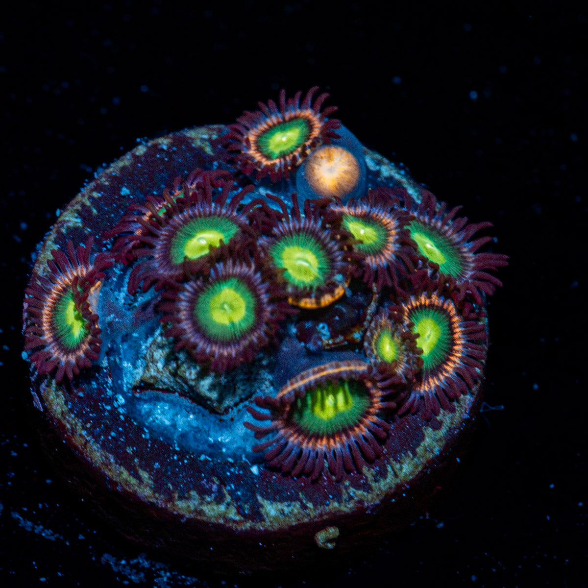 Pink Plasma Zoanthid Coral with colony growth in reef aquarium