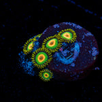 Rasta Zoanthid Coral with colony growth in reef aquarium