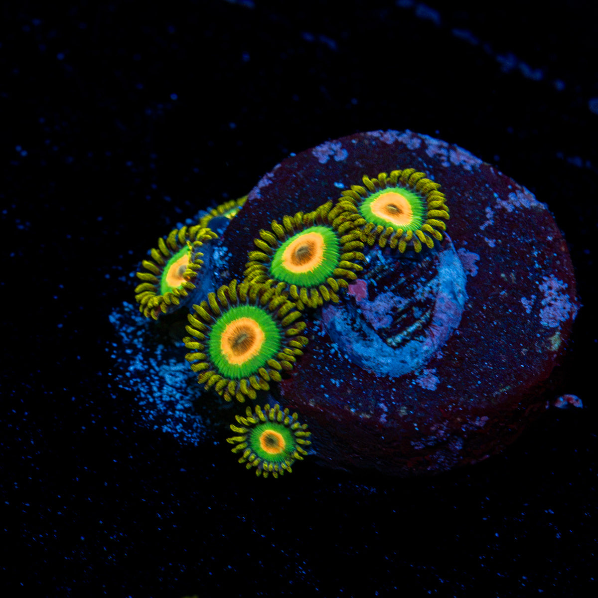 Rasta Zoanthid Coral with colony growth in reef aquarium