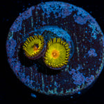 Sun Gods Zoanthid Coral with colony growth in reef aquarium