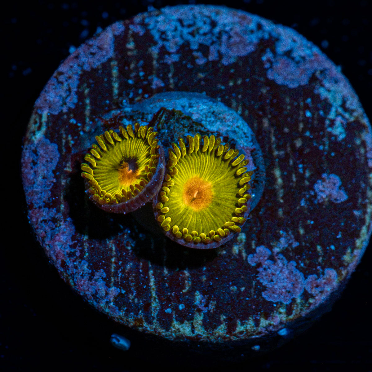 Sun Gods Zoanthid Coral with colony growth in reef aquarium